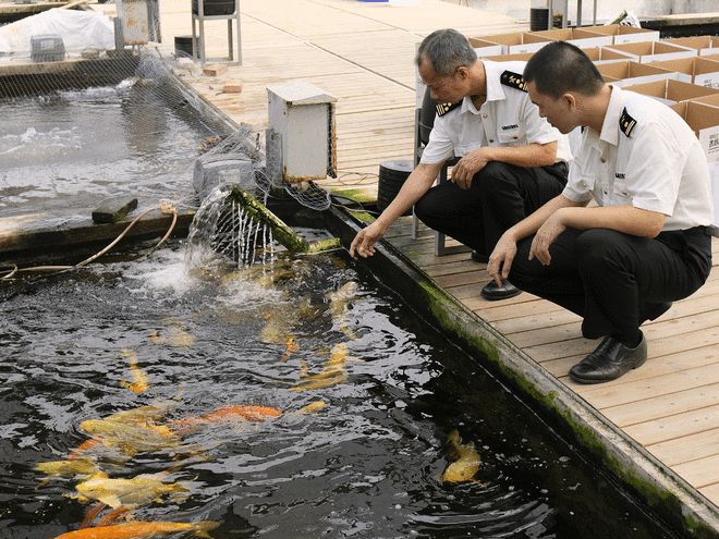 小小观赏鱼游进海外大市场