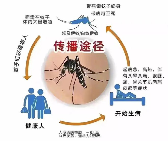 广州一周新增437例登革热病例！近期首现重症！警惕这种传染病