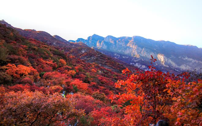 红叶观赏季来了 房山交警发布坡峰岭景区出行提示