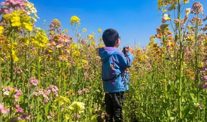 杭州有片五彩的油菜花海悄然绽放，旁边就是免费的露营营地