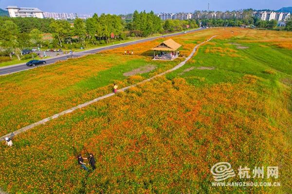 秋日下的杭州 300亩花海焕新绽放（组图）