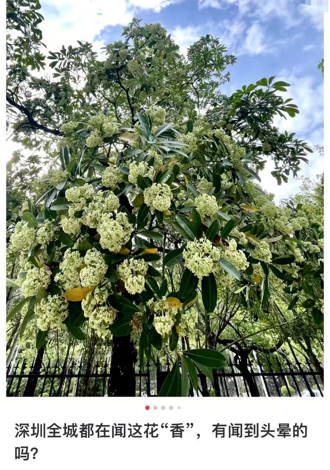 深圳街头这种“臭”花又开了！提醒：最好别碰