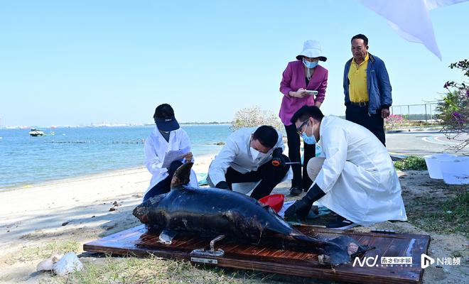 多图直击：死亡印太江豚搁浅广东湛江，现场排除掠杀可能