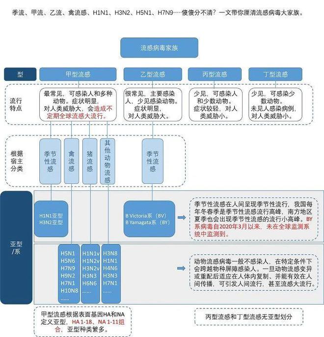 甲流、乙流、禽流感……都是流感，有什么不同？