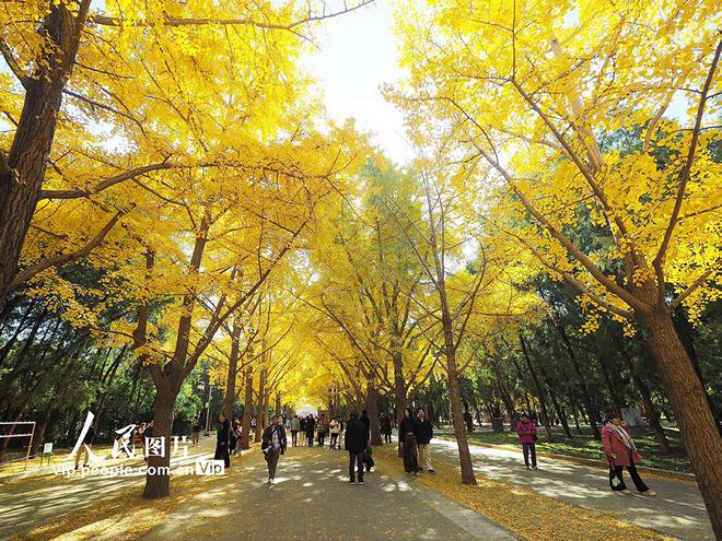 北京：地坛公园秋色浓