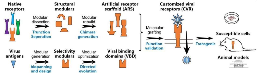 科研人员提出“人工设计病毒受体”的病毒研究新思路