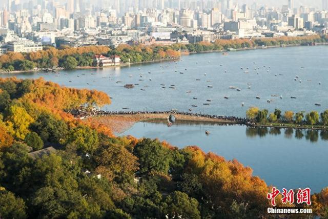 金色梧桐点缀杭州西湖